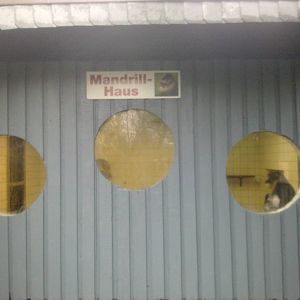 2013-12 Hamm Mandrill indoor exhibit