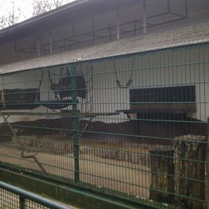 2013-12 Hamm Borneo Gibbon Cage