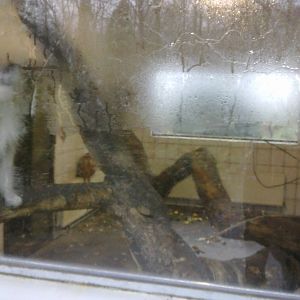 2013-12 Hamm Pattas monkey indoors