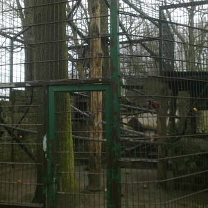 2013-12 Hamm Javan macaque