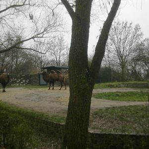 2013-12 Hamm domestic camel