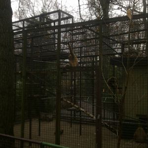 2013-12 Hamm Lar-gibbon enclosure