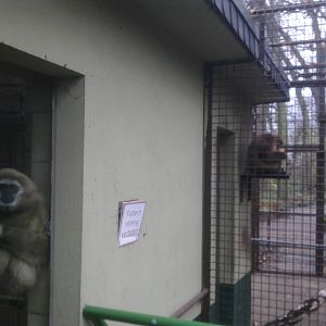 2013-12 Hamm lar-gibbon