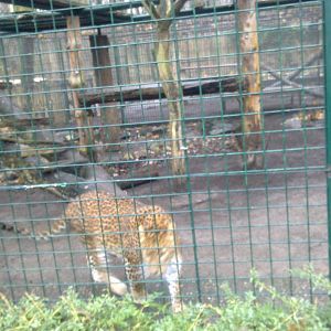 2013-12 Hamm 0.1 Sri Lanka leopard