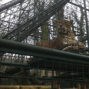 2013-12 Hamm 0.1 Sri Lanka leopard