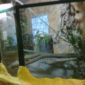 2013-12 Hamm Yellow anaconda tank