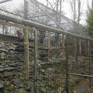 2013-12 Hamm japanese macaque