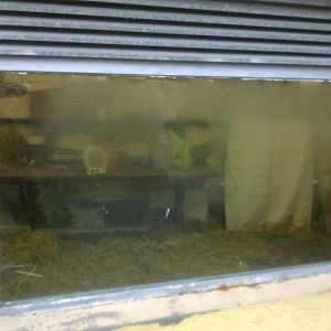 2013-12 Hamm Amur tiger indoors