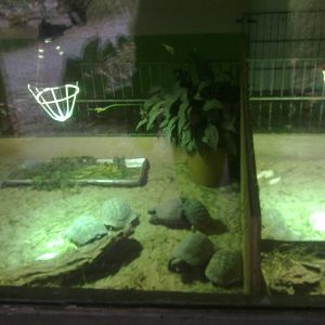2013-12 Hamm tortoise indoors