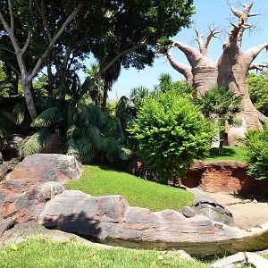 Madagascar exhibit, July 2013.