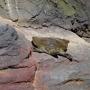 Nile softshell turtle, July 2013.