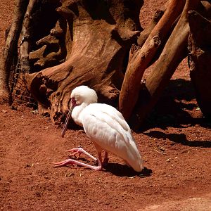 African spoonbill, July 2013.