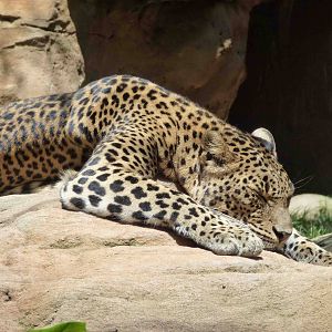 Sri Lankan leopard, July 2013.