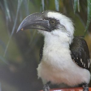 Von der Decken's hornbill