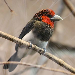 Brown-breasted barbet