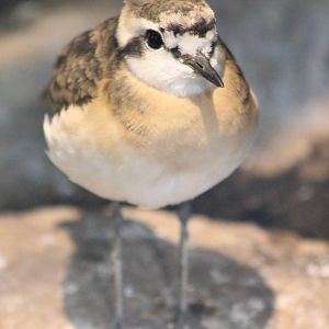 Kittlitz's sand plover