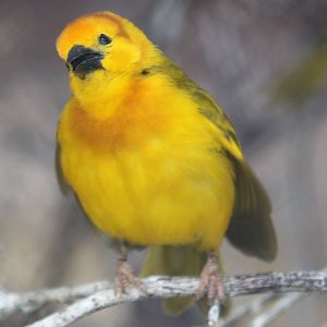 Taveta golden weaver