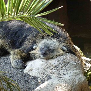 Binturong, July 2013.