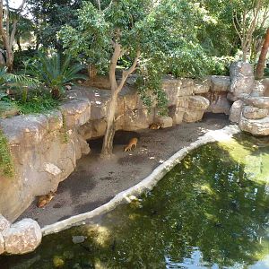 Muntjac enclosure, July 2013.