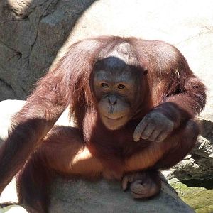 Orangutan, July 2013.