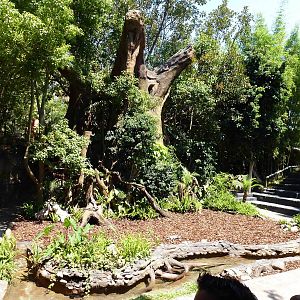 Forest clearing (show arena), July 2013.