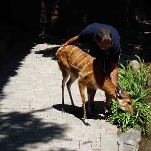 Sitatunga in show, July 2013.