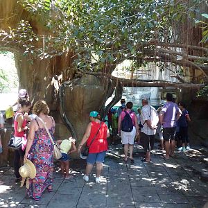 Crowds for false gharials, July 2013.