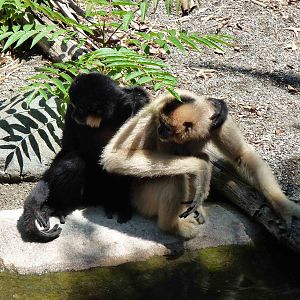 Buff-cheeked gibbons, July 2013.