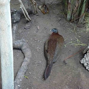 Great argus and mousedeer, July 2013.