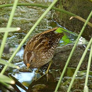 Spotted crake, July 2013.