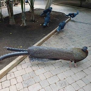 Great argus and crowned pigeons, July 2013.
