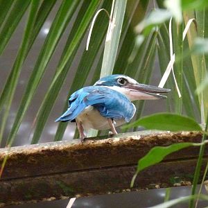 Collared kingfisher, July 2013.