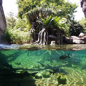 Sturgeon/paddlefish pool, July 2013.