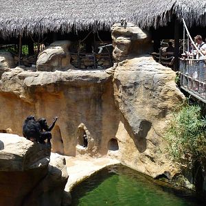 Chimpanzees begging, July 2013.