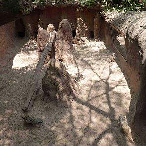 Meerkat enclosure, July 2013.