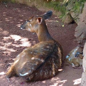 Sitatungas, July 2013.