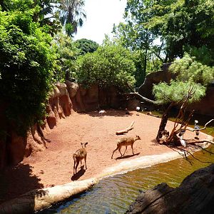 Sitatunga/African bird enclosure, July 2013.