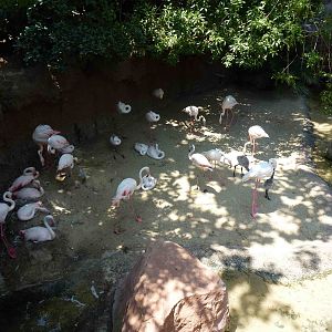 Flamingos, July 2013.