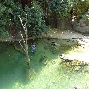 Nile crocodile enclosure, July 2013.