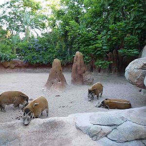 Red river hog enclosure, July 2013.