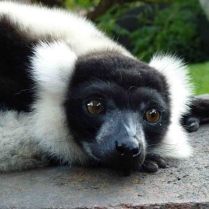 Black-and-white ruffed lemur, July 2013.