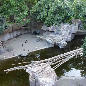 Tapir enclosure, July 2013.