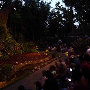 Forest clearing arena, July 2013.