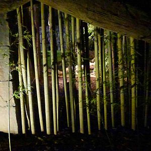 Bars for tigers, July 2013.