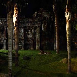 Tiger enclosure by night, July 2013.