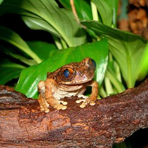 Leptopelis vermiculatus