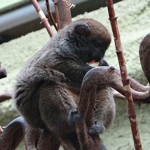 Hapalemur alaotrensis