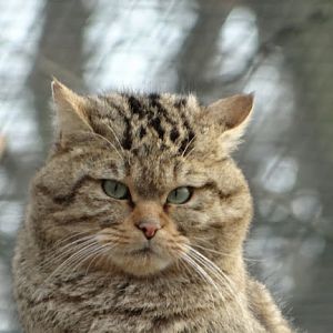 Felis silvestris