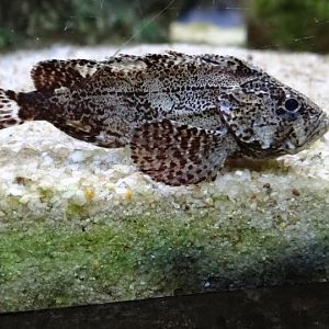 Vespicula depressifrons