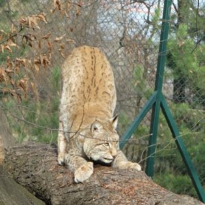 Lynx lynx lynx